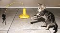 Panic Mouse 360 Motorised Cat Toy With Mouse Fun Kitten