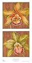 Aloha Beauty Petites Botanical Art Poster Print by Judy Shelby, 14x28