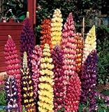 Perennial Seeds - Lupine Tutti Frutti