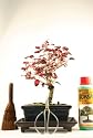 Bonsai Tree Gift Set - Chinese fringe flower (Loropetalum)