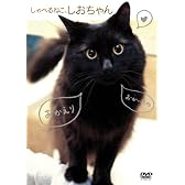 しゃべるねこ、しおちゃん [DVD]