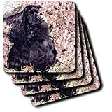Dogs Cocker Spaniel - Black Cocker Spaniel - Coasters