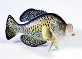 Handpainted Crappie Statue Game Fish Replica 15 Small Dot