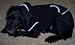 Dog-Hoodie-Sweatshirt-Jacket,-Black-Small_6.jpg
