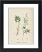 Framed Prints of Artemisia Absinthium from Mary Evans