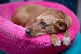 Brown Dog - 24