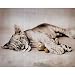 Rachael Hale Tiger cub poster cute funny wild animal - 16x20