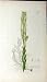 1799 James Sowerby Botanical Print Arabis Hirsuta Plant