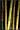 Bamboo for Gardens