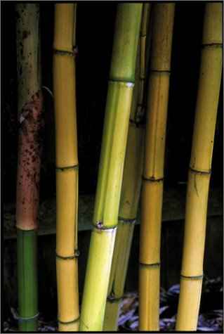 Bamboo for Gardens under General in The Books Store