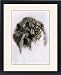 Framed Prints of Werewolf of French Canada from North Wind