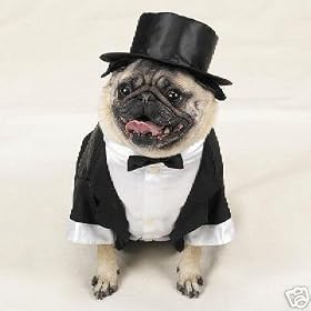 Top Hat & Tail Dog Tuxedo Bridegroom Outfit - Size Medium