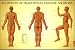 Acupoints Of Traditional Chinese Medicine Chart Male Laminated-RW2L