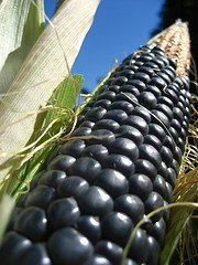 Corn Blue Hopi Ornamental Great Heirloom Vegetable 100 Seeds