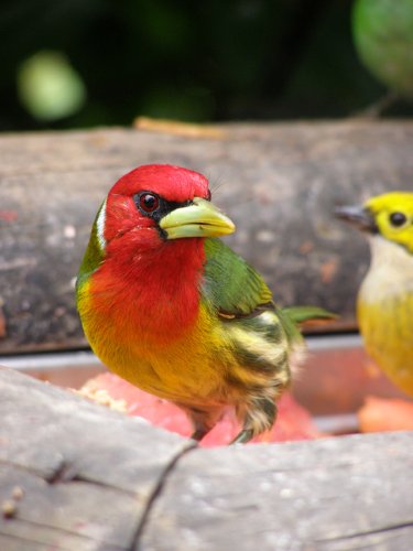 Best Locations for Bird Watching Vacation