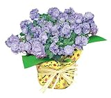 Blue Rose Campanula Plant