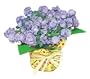 Blue Rose Campanula Plant