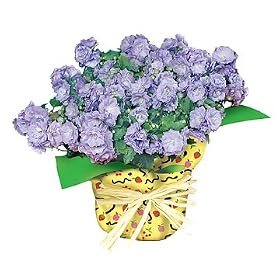 Blue Rose Campanula Plant