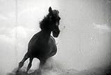 Vintage Westerns Horses Movies [6 DVD Set]