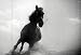 Vintage Westerns Horses Movies [6 DVD Set]