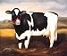 Friesian Alexandra Churchill 25x21