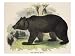 The Brown Bear, Educational Illustration Published by the Society for Promoting Christian Knowledge Animals Giclee Poster Print by Josiah Wood Whymper, 24x18