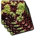 Fruit Food - Grapes - Coasters