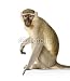 Wallmonkeys Peel and Stick Wall Decals - Vervet Monkey - Chlorocebus Pygerythrus - 48"H x 41"W Removable Graphic