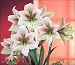 Amaryllis Rembrandt Van Rijn