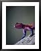 Agama Lizard (Agama Agama), Serengeti National Park, Arusha, Tanzania Framed Art Poster Print by Lawrence Worcester, 25x31