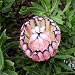 PROTEA NERIIFOLIA Oleander leaf sugarbush 5 seeds