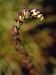 Flowers of the Carnivourous Sundew Plant, Drosera Capensis, Australia Photographic Poster Print by Jason Edwards, 9x12