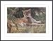 Last Sanctuary - Florida Panther, Art Poster by Seerey-Lester, with Metal Frame, poster size: 36 x 26