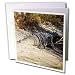 Albom Design Animals - Crocodile Sunning on the Shore Tropical Queensland Australia - Greeting Cards-12 Greeting Cards with envelopes