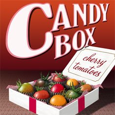 Candy Box - Cherry Tomatoes (3 Live Heirloom Tomato Plants)