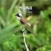 野鳥物語 さえずりと音楽(6)~八重山諸島(沖縄)編