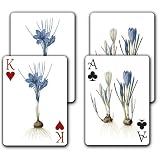 Crocus Sativus / Crocus Vernus - Double Deck Playing Cards