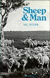 Sheep & man