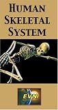 Review   / Human Skeletal System