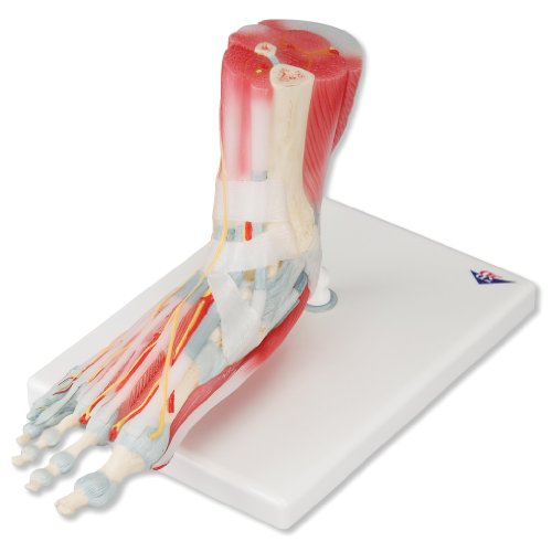 3B Scientific M34/1 Foot Skeleton Model with Ligaments and Muscles, 9.1" x 10.2