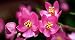 Chinese Love Vine 10 Seeds - Antigonon leptopus