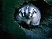 North American Badger (Melinae) in Captivity, Toronto Zoo, Toronto, Canada Art Styles...