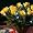 Battery LED Fairy Lights WHITE 10 Bulbs - Static