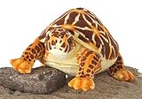 Plush Star Turtle 10