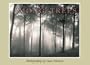 Among Trees Boxed Notecards