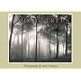 Among Trees Boxed Notecards