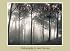 Among Trees Boxed Notecards