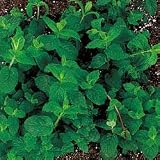 Herb Seeds - Peppermint Herb Seeds