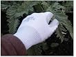 SHOWA PLANT MASTER GLOVES (370) LADIES SIZE 7 MEDIUM