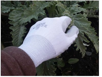 SHOWA PLANT MASTER GLOVES (370) LADIES SIZE 7 MEDIUM